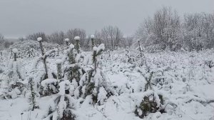 Зимний сон.