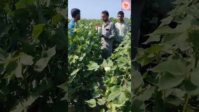 SLR 525 S Demostastion In Farmer GSP Crops Since