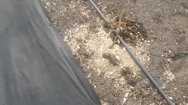 продолжение клубника сорт Аврора Карима🍓🍓🍓 смотреть онлайн