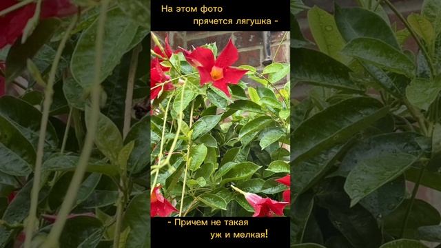 ТЕСТ НА ВНИМАТЕЛЬНОСТЬ смотреть онлайн