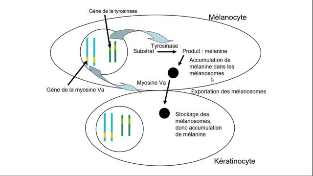 Albinisme - 1ere Spécialité SVT - Du génotype au phénotype exemple de l'albinisme смотреть онлайн