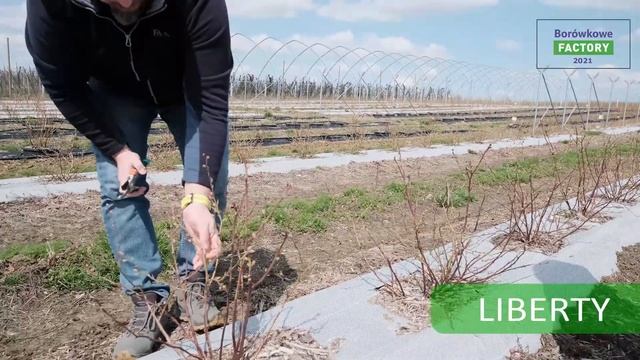 Cięcie jednorocznych krzewów borówki - Borówkowe Factory 2021