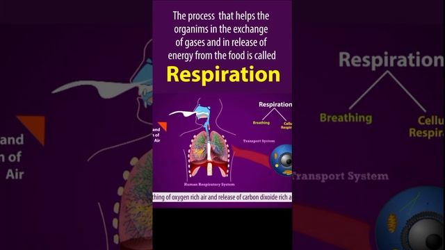 Life processes Full chapter | class 10 Animated video | 10th BIOLOGY | ncert #science | Chapter 7 смотреть онлайн