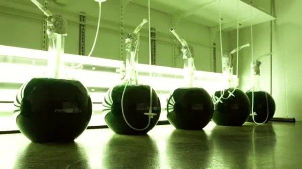 Краткий обзор о продукции Wellness