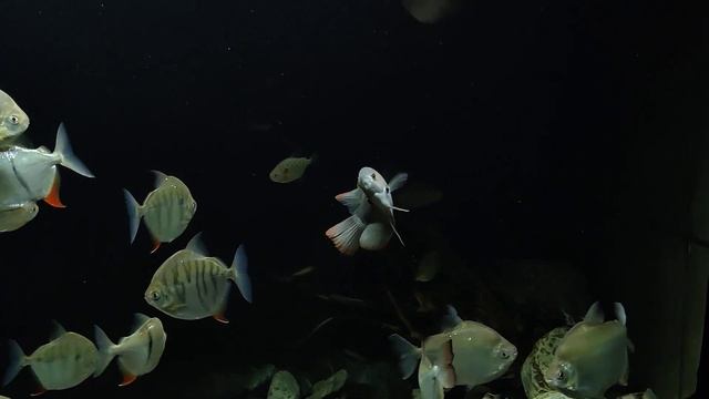 Аквариум 4000 литров ч2 смотреть онлайн