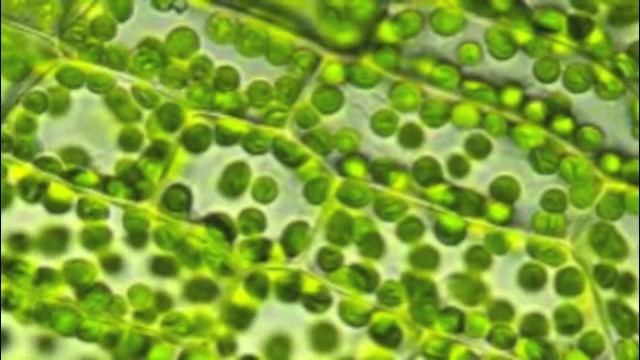 Chloroplasts and Mitochondria CELLMART смотреть онлайн