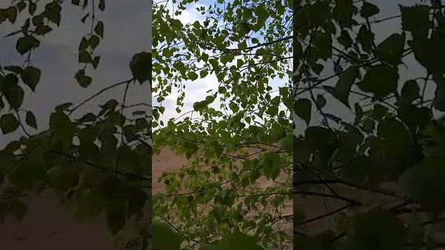 "Любовь и разлука" из к/ф "Нас венчали не в церкви"- Елена Камбурова смотреть онлайн