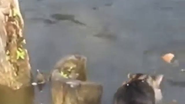 Кот рыболов смотреть онлайн