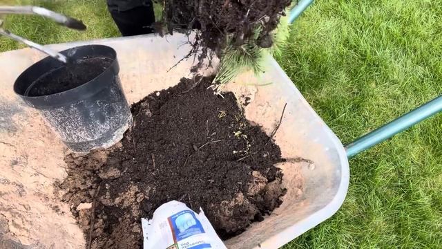 СОСНА ГОРНАЯ ОФИР. ОБЗОР САЖЕНЦА, ПРОЦЕСС ПОСАДКИ. Pinus Mugo Ophir.