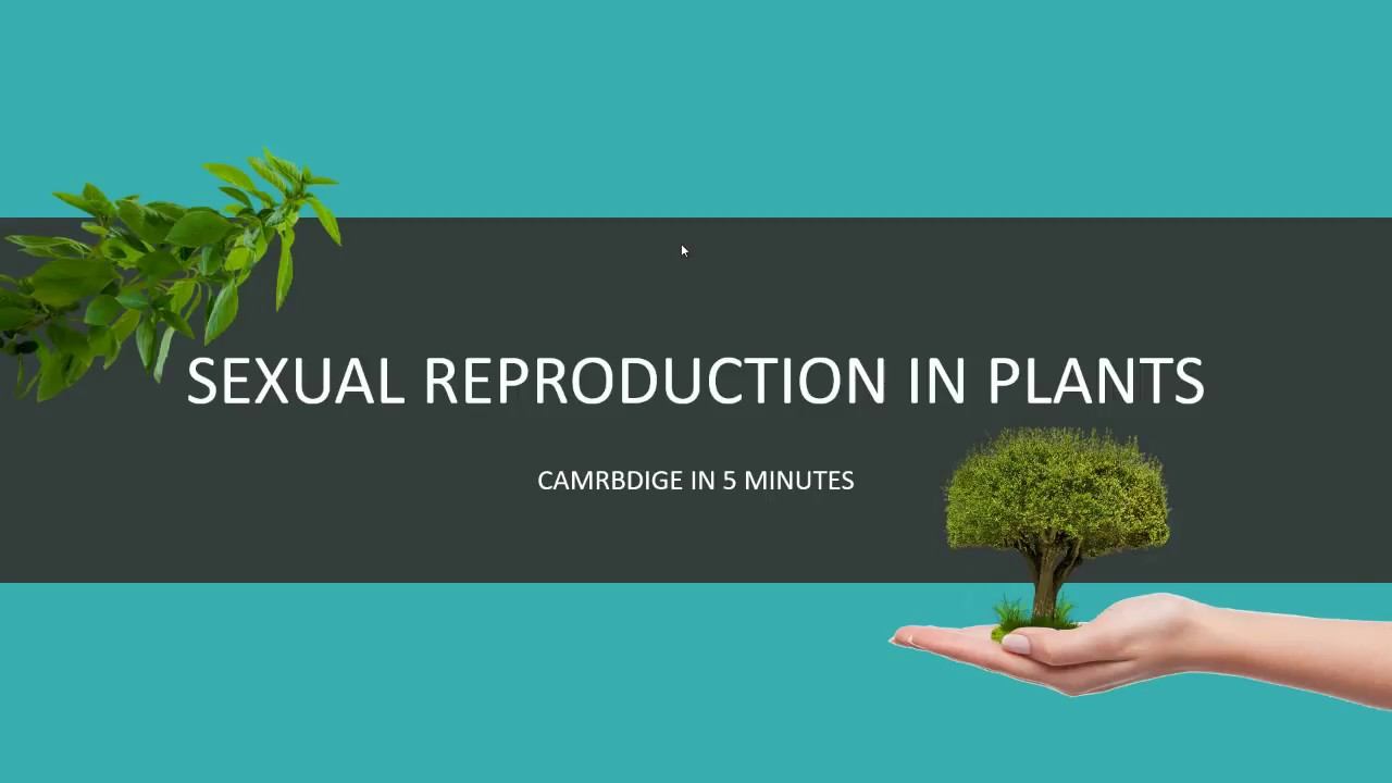 IGCSE BIOLOGY REVISION [Syllabus 16] - Plant Reproduction смотреть онлайн