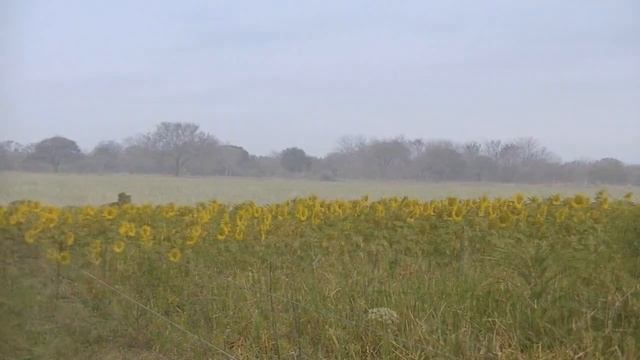 Fauna y flora del espinal santafesino Características Parte 1 2019 смотреть онлайн