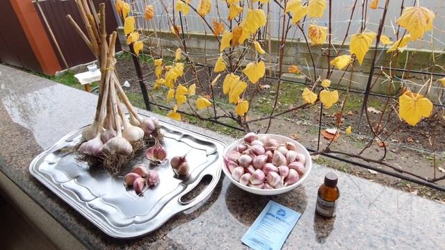 Урожай часнику буде щадрим і багатим... смотреть онлайн