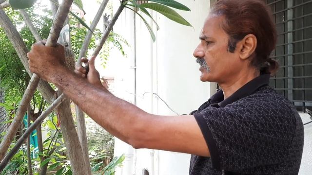 चंपा के पेड़ पर गोटी बांधने की प्रक्रिया; The Process Of Air Layering On A Plumeria Plant - Part 2