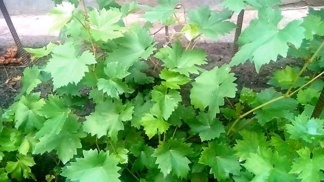 Саженцы винограда. Школка смотреть онлайн