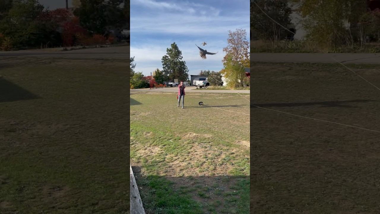 Lure training a falcon смотреть онлайн