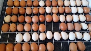 18-19 сутки инкубации цыплят в инкубаторе Несушка.Отключаем поворот яиц,поднимаем влажность.