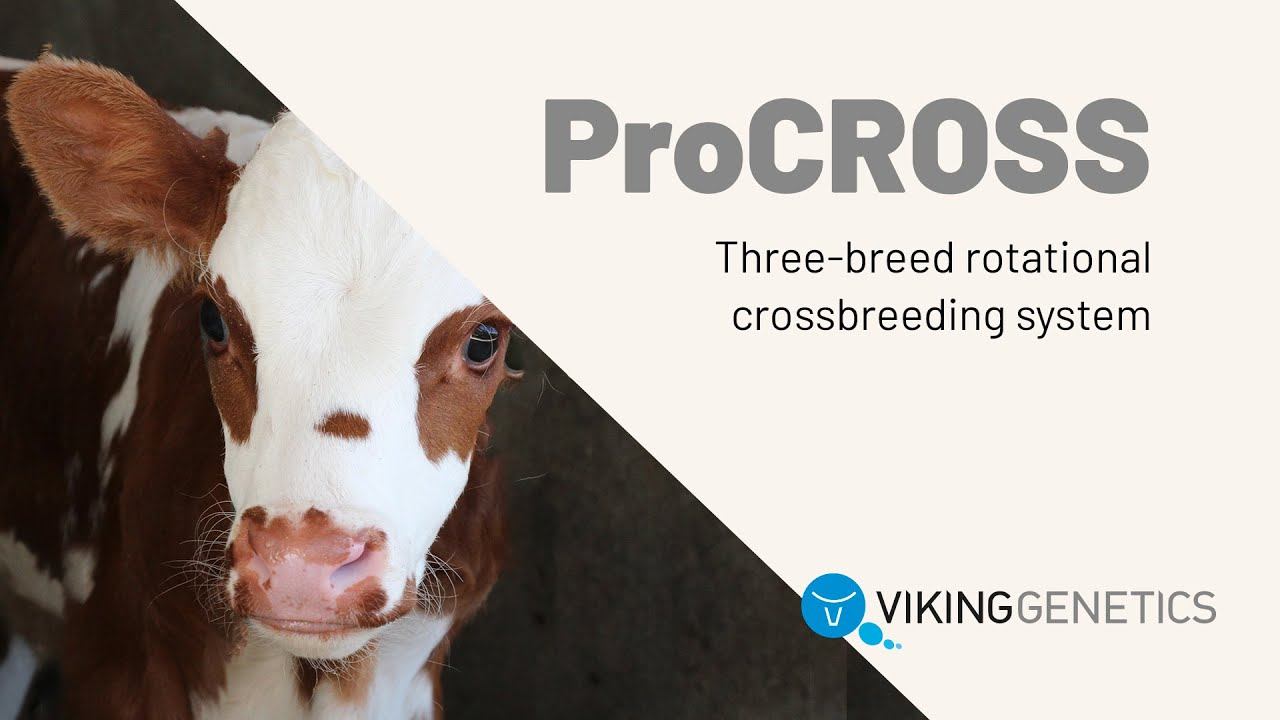 ProCROSS crossbreeding смотреть онлайн