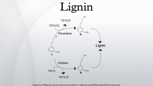 Lignin