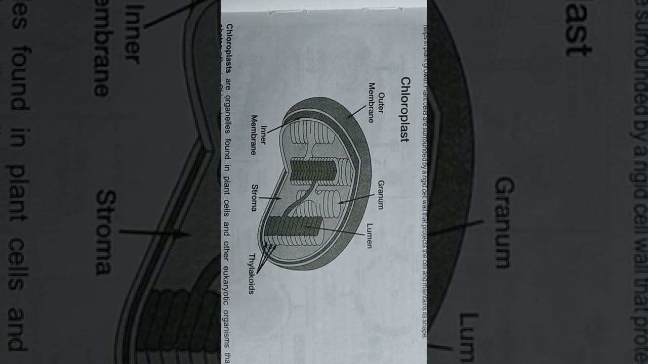 chloroplast смотреть онлайн