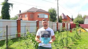 МАЛИННАЯ ГАЛЛИЦА, стеблевая и побеговая! Различия и методы борьбы!