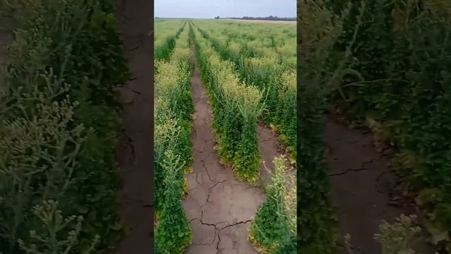 Вот такой салат... смотреть онлайн