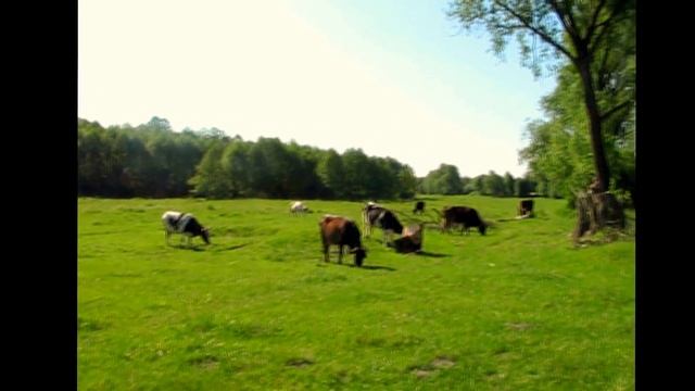 Воспоминание о весне смотреть онлайн