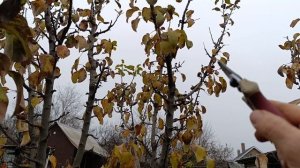 Принцип обновления колоновидных яблонь