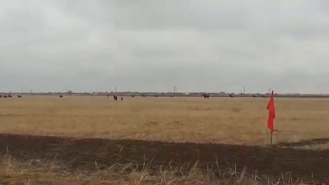 Повладар облысы Май ауданы 19/10/2019ж Тай бәйге смотреть онлайн