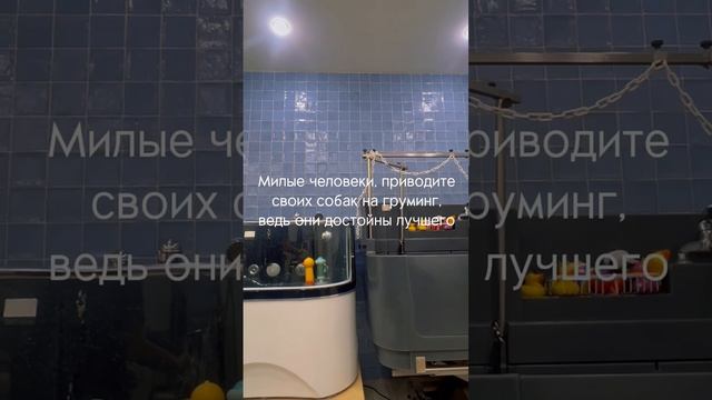 Груминг салон в Москве TEZI