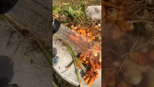 Harvesting turmeric and ginger смотреть онлайн