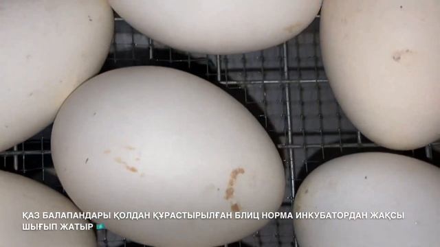 Қаз балапандары ҚОЛДАН ҚҰРАСТЫРЫЛҒАН БЛИЦ НОРМА ИНКУБАТОРДАН ЖАҚСЫ ШЫҒЫП ЖАТЫР 🇰🇿🇰🇿🇰🇿 смотреть онлайн