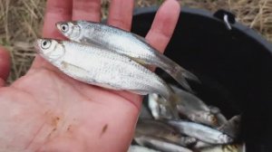 Ловля уклейки на поплавок на сильном течении. Рыбалка на реке