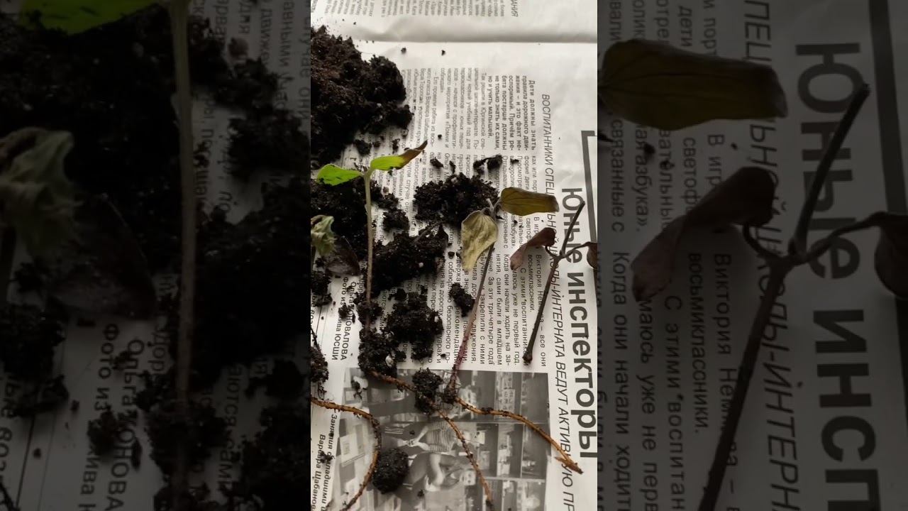 Осеннее черенкование клематисов. Каков результат?? Очень довольна ❤️ смотреть онлайн