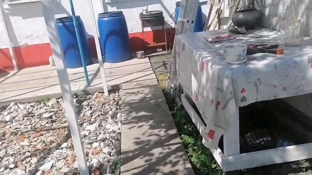 Подкормка винограда после цветения