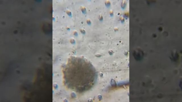 被子植物-樟科-紅楠-布朗運動-7