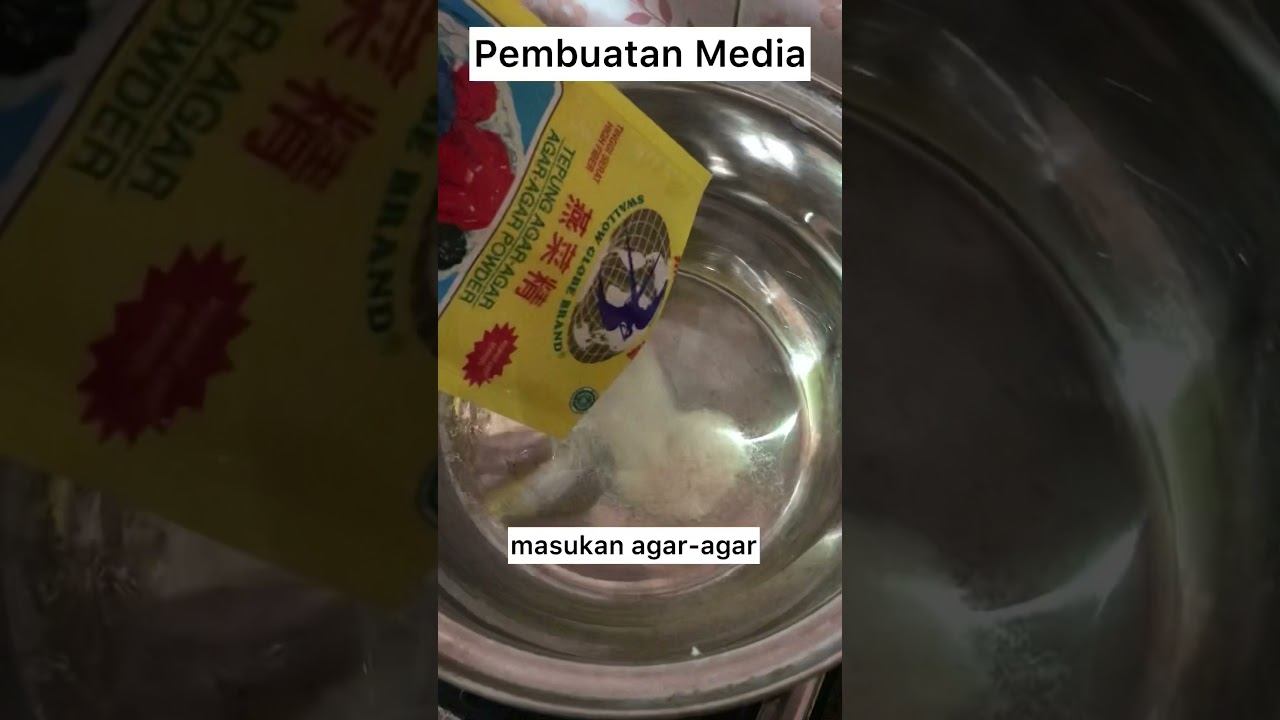 Persilangan Monohibrid dan Gen Terpaut Kromosom Seks pada Drosophila sp. смотреть онлайн