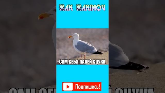 Умные шутки смотреть онлайн