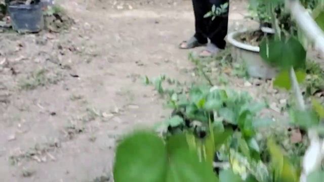 CEK HARGA BONSAI PAK TRIS!! TERNYATA ADA BARANG LANGKA BONSAI CUCU RATAP ATAU SAPU SAPU. Luar Biasa