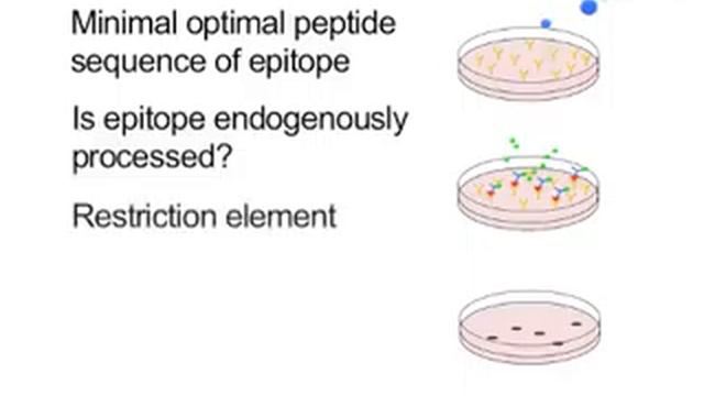 Characterizing Novel T-cell Epitopes Of Human Papillomavirus l Protocol Preview смотреть онлайн