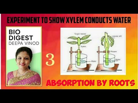 Absorption by roots|Turgor Pressure|Wall Pressure|Root Pressure|ICSE Class 10th Biology|Bio Digest. смотреть онлайн