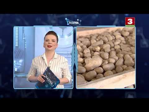 Наука рядом. Картофель смотреть онлайн