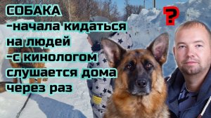 СОБАКА начала кидаться на людей, с кинологом слушается дома через раз.