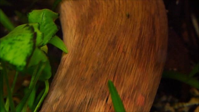 288. Małe kakadu. Co akwarystycznego mogę zobaczyć? смотреть онлайн