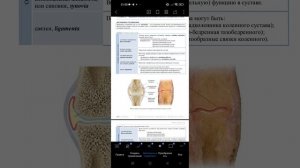 Классификация и характеристика  суставов. Анатомия. Артрология