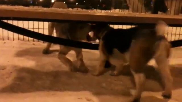 Бенни и Берта под скамейкой