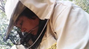 Альпийский улей. Сложное начало.