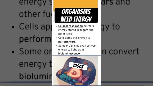 Where do organisms get energy? #cellularrespiration #biology смотреть онлайн