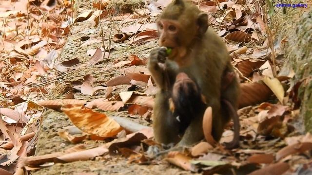 Calvin kidnapped ended and rescued and fed with milk by Cameramen смотреть онлайн