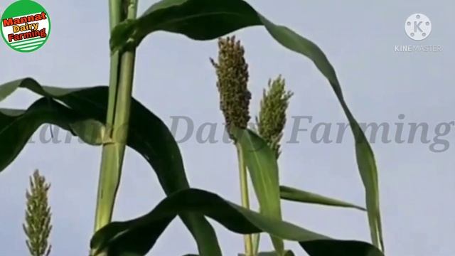 Advanta की ये 🌱ज्वार हमेशा हरी रहती है.. смотреть онлайн
