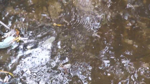 Тихие воды лесной речки. Медитация. смотреть онлайн